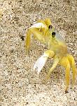 Yellow Crab